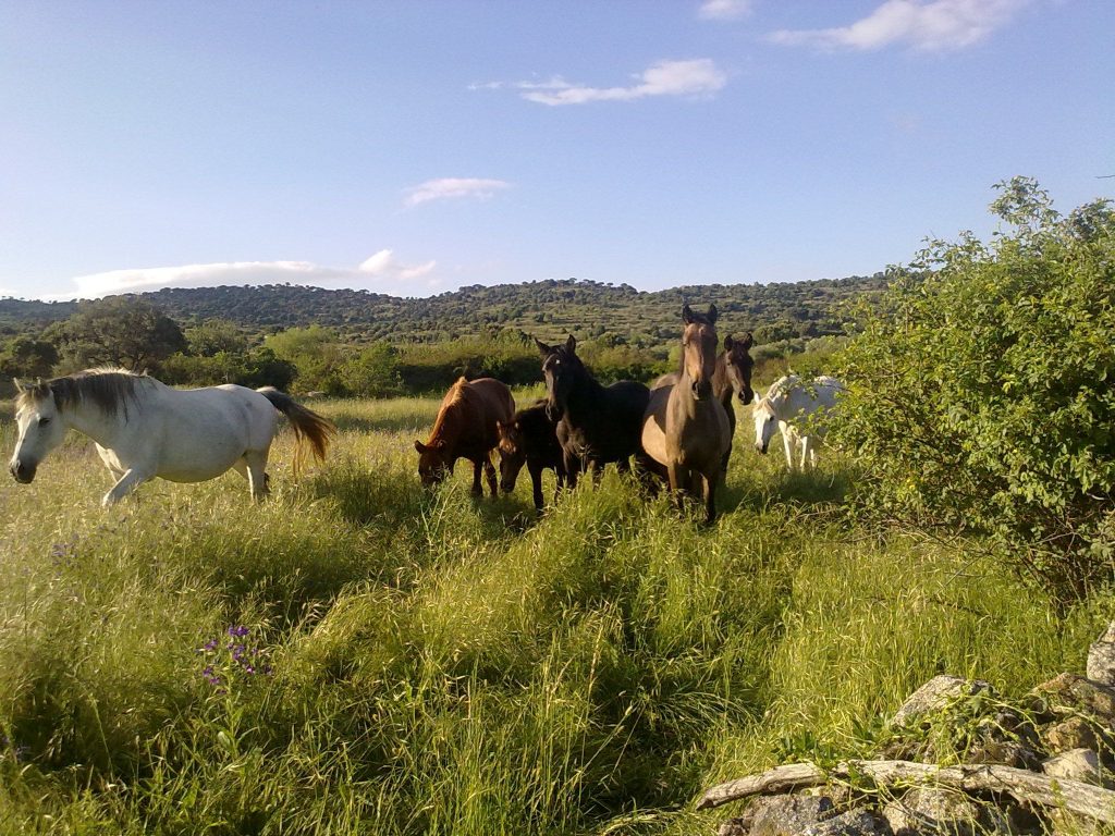 Una de las familias de caballos de mi amigo Ricardo
