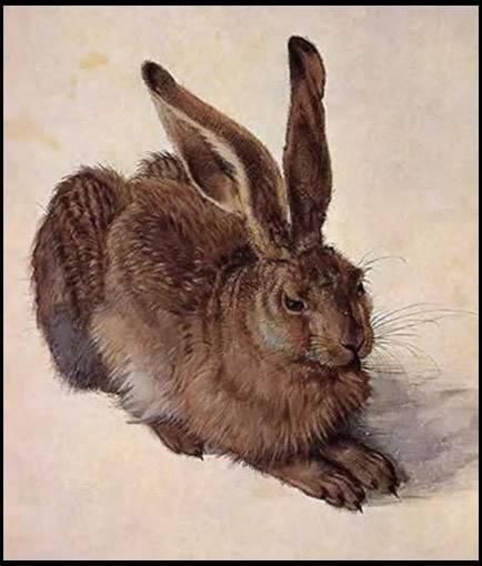 Liebre joven de Alberto Durero