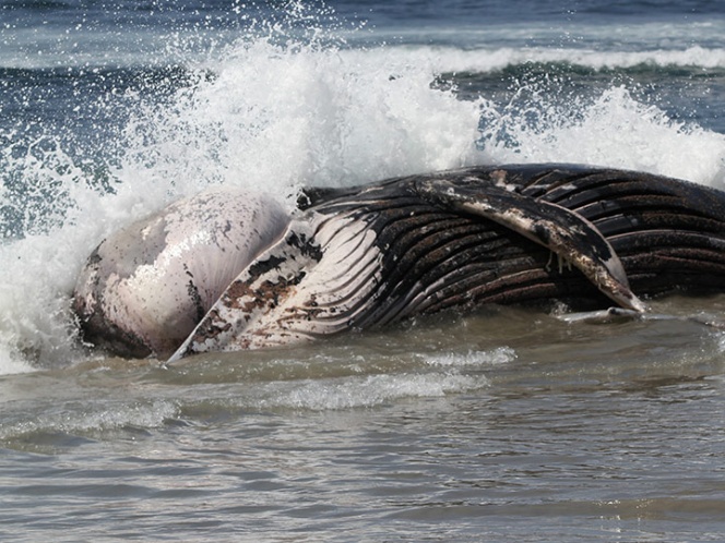 La ballena fue rescatada tras ser avistada el lunes flotando inerte e incapaz de nadar en el canal de Songhkla