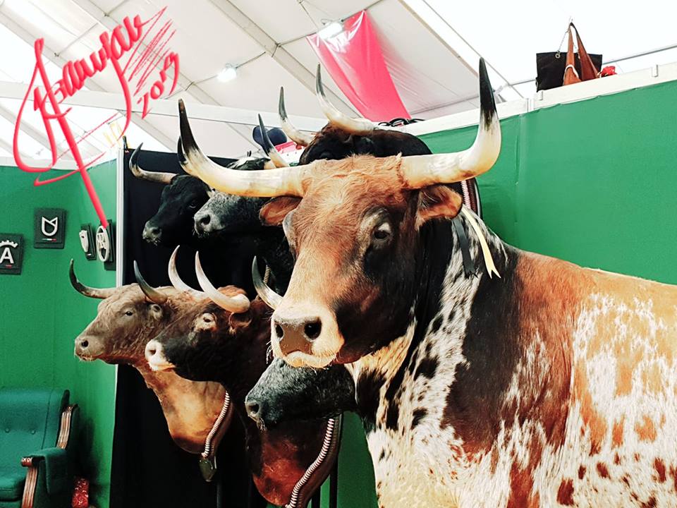Visto en la Feria del Toro de Olivenza. Por Manuel Barragán Lancharro