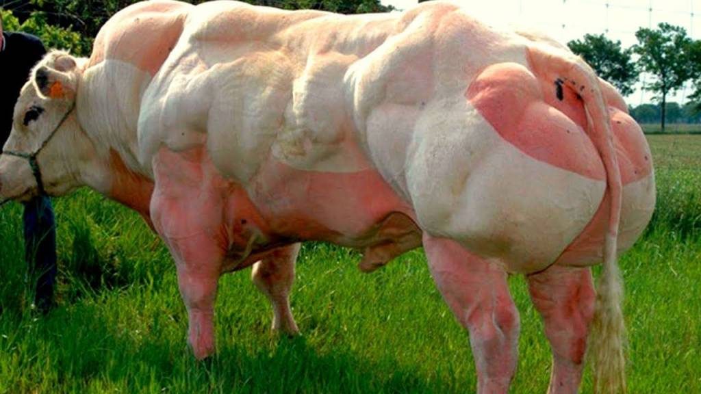 La paradoja contaminante de la supervaca de Bill Gates